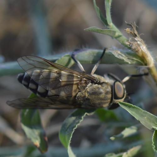 Tabanus rectus